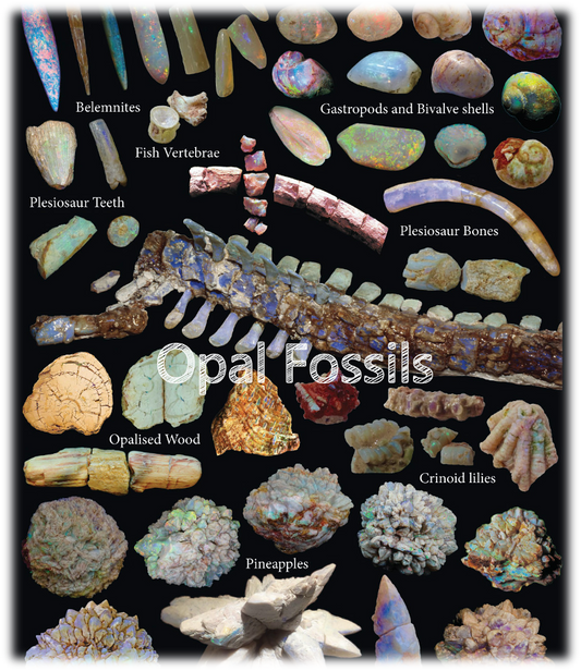 Opal Fossils - Australian Opal Cutters - Australian Opal Cutters and Pearl Divers