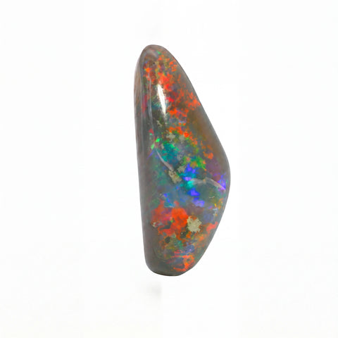 A polished natural opal gemstone with a teardrop shape, displaying a mix of dark grey-brown base tones and vivid iridescent flashes of red, orange, blue, green, and purple on a clean white background.
